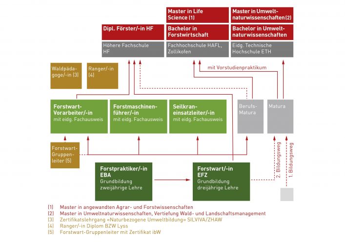 Forstliche Berufsperspektiven
